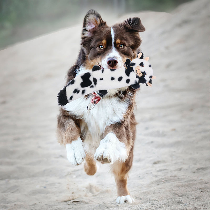 D KING Crinkle Squeaky Puppy Toys (No Stuffing)