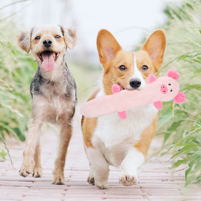 D KING Crinkle Squeaky Puppy Toys (No Stuffing)