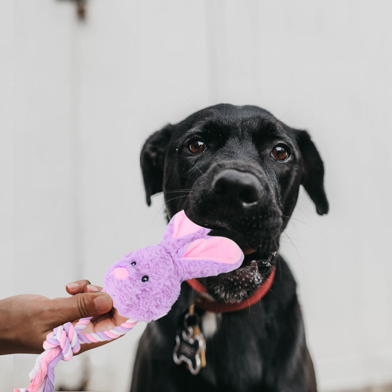 BoomBone Easter Dog Toys for Small Dogs 2 Pack, Carrot Dog Rope Toy and  Bunny Crinkle Puppy Toy